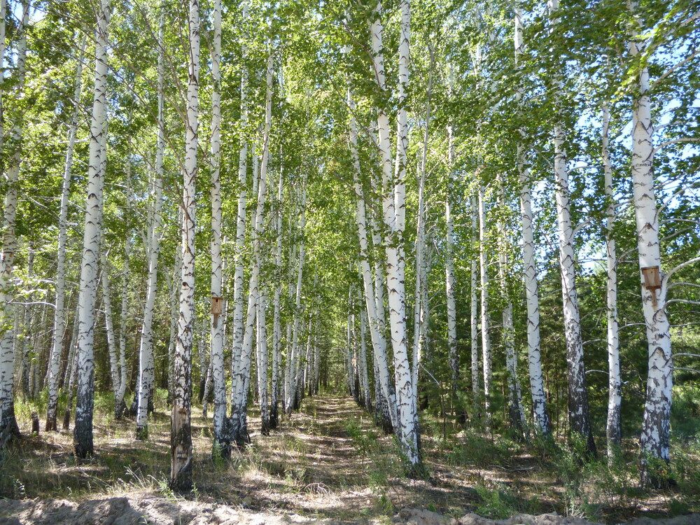 Photograph by Татьяна Иваненкова