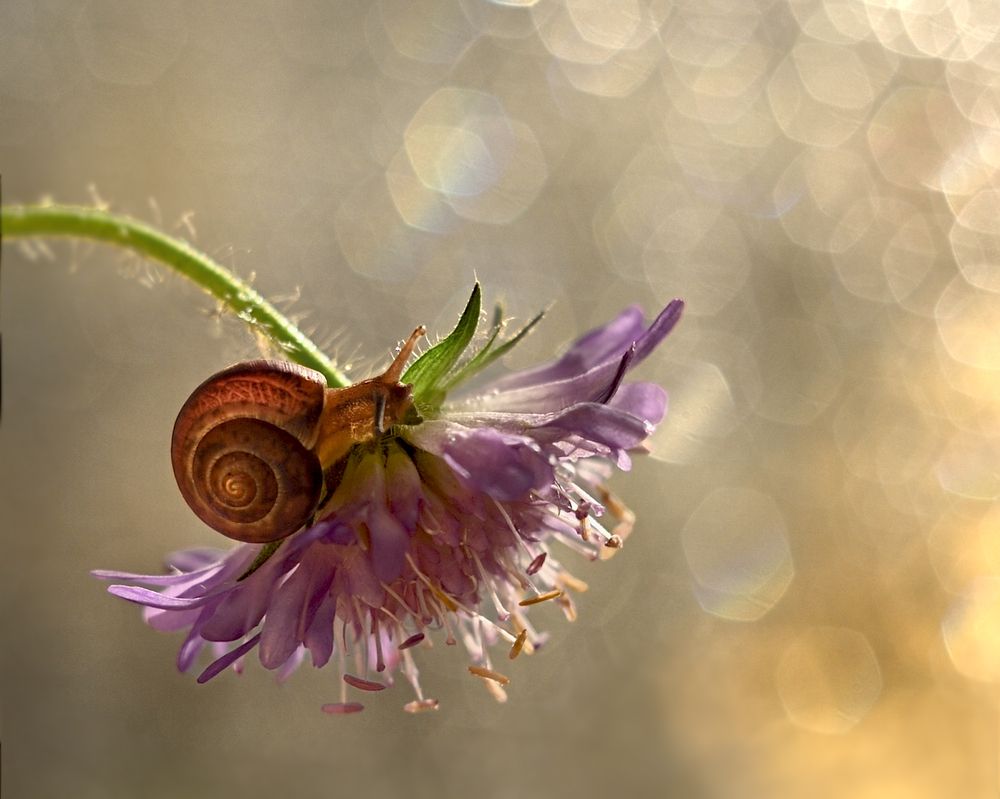 В лучах заката/In the sunset