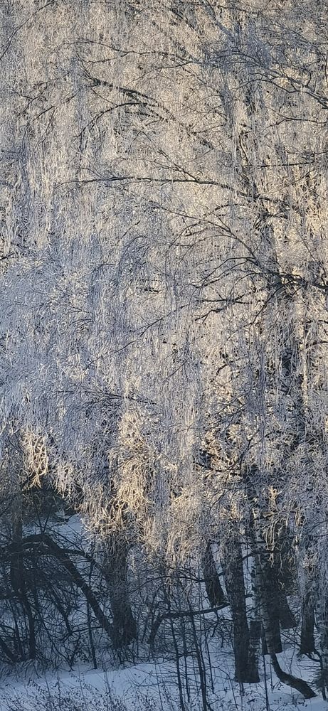 Photo #11823783