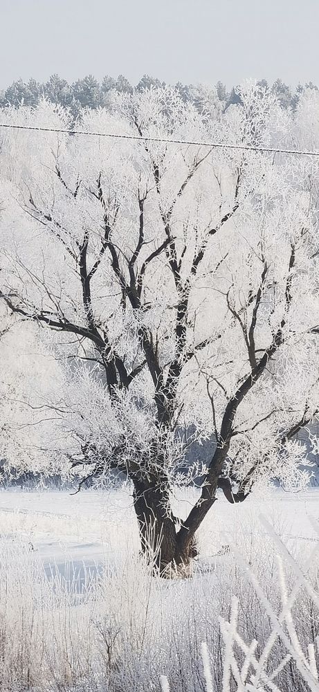 Photo #11823791