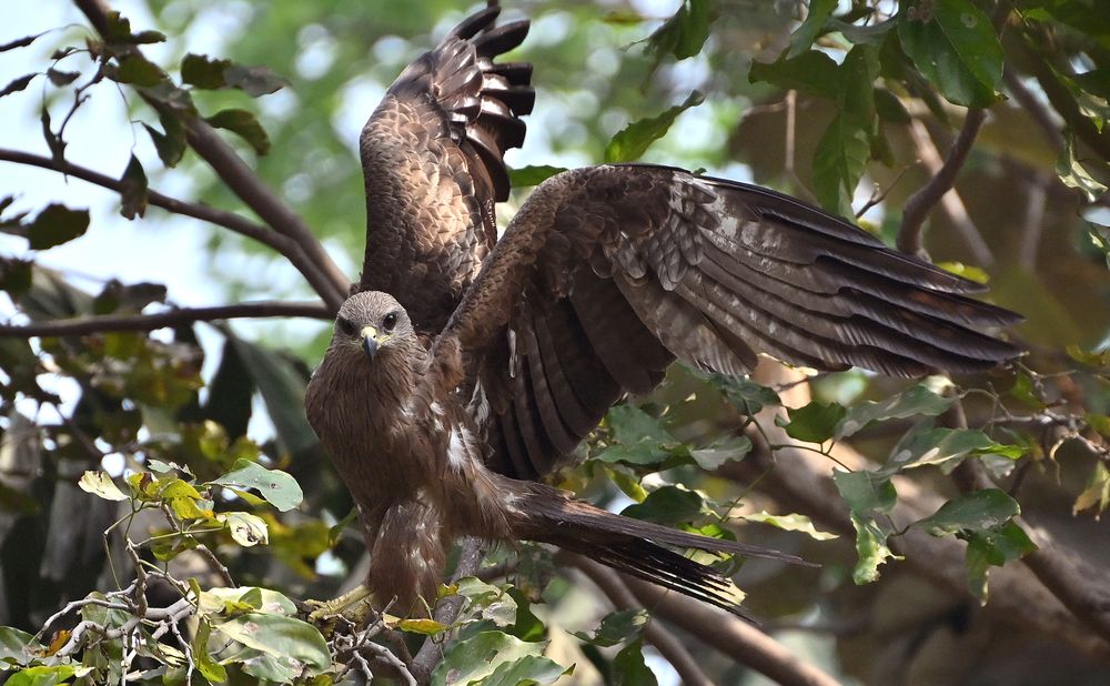 Photograph by Mustufa A Kapasi
