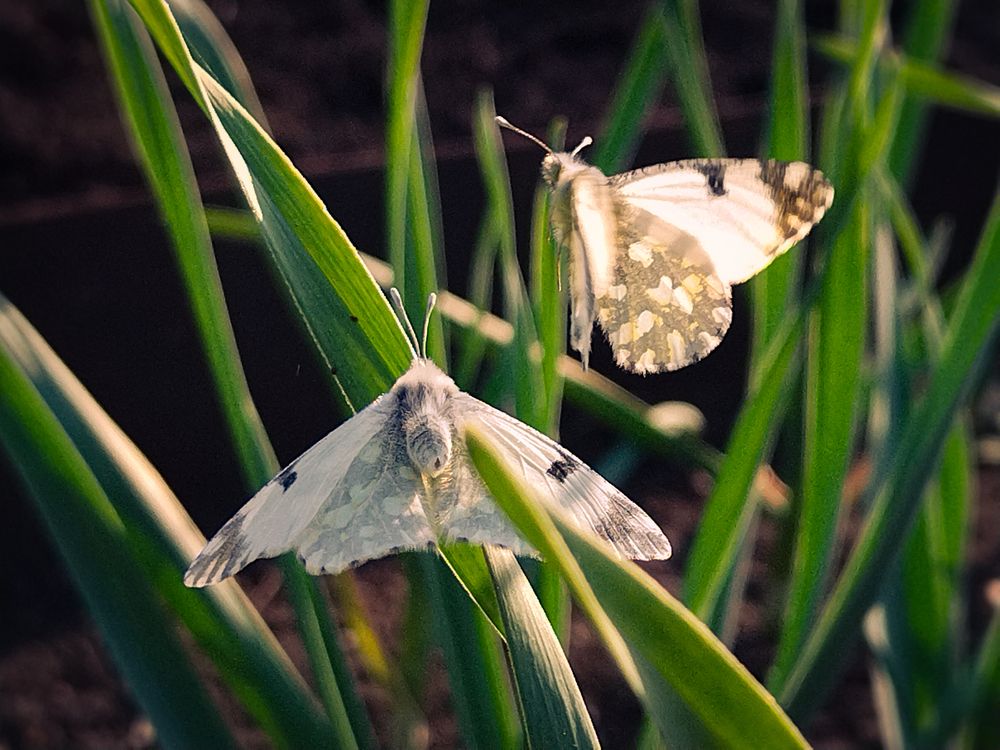 Photograph by Кристина Гоглева