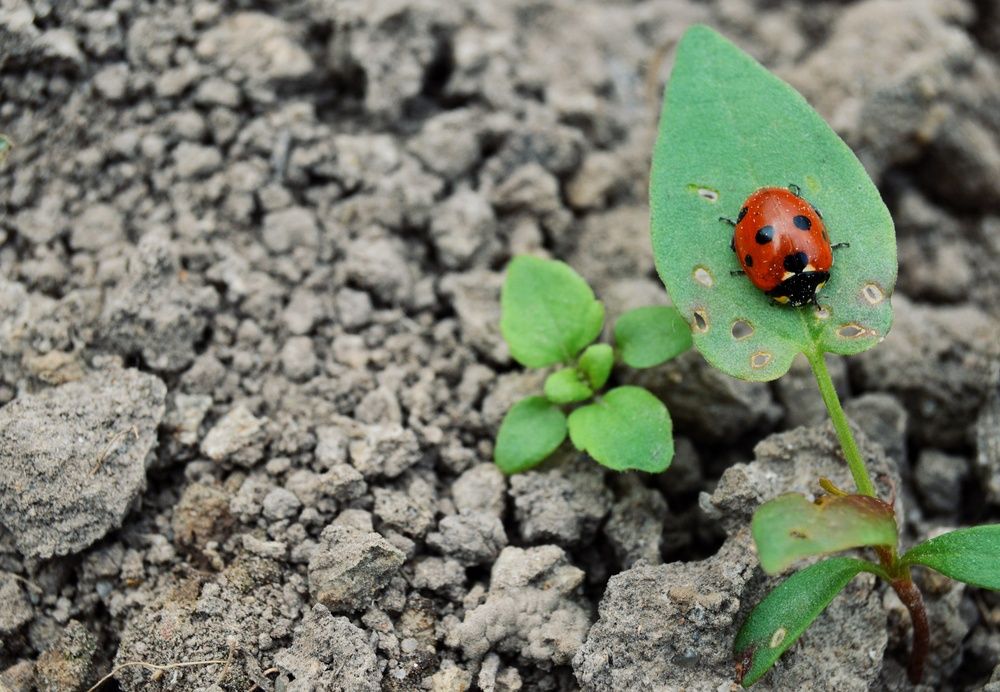 Photograph by Kryakushka