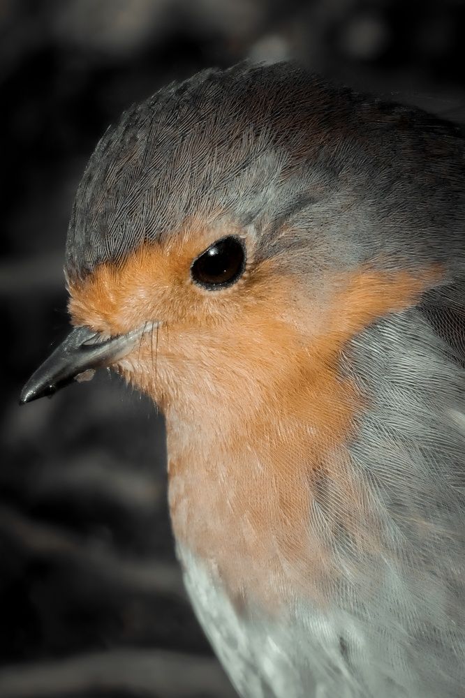 Фотография автора Michael Gault