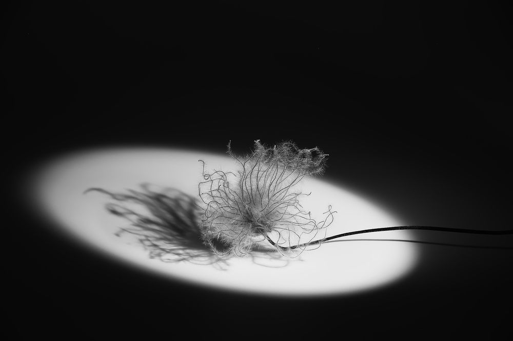 Сон-трава в ночи