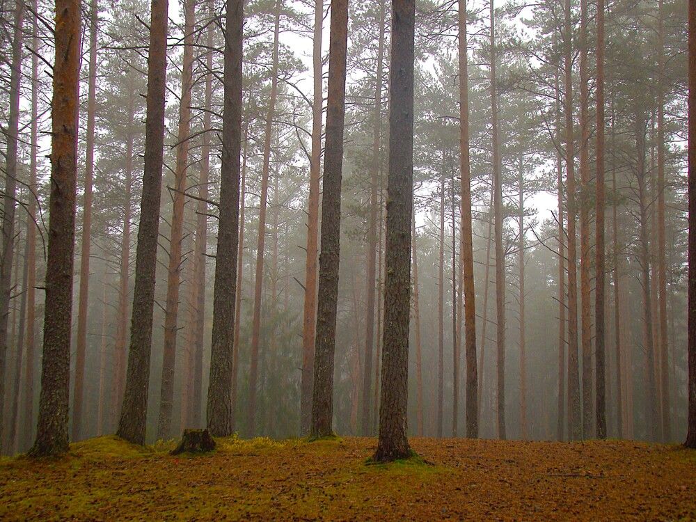 Photograph by Zakharov Matvey