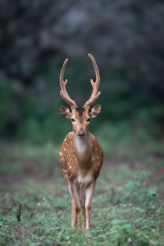 Photograph by Logeswaranathan Mohanaraj