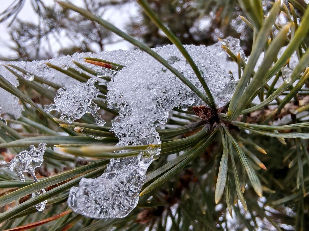 Льдинка на сосне