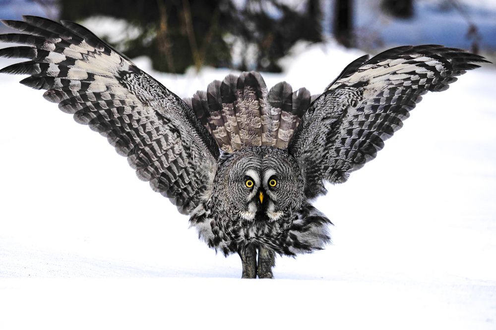 Вождь краснокожих