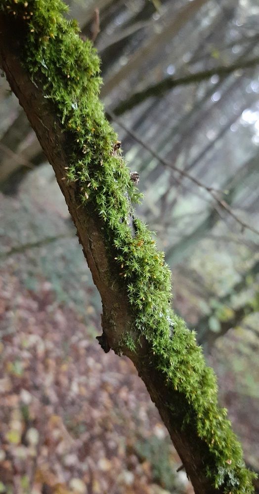 Photograph by Ирина Лукашова