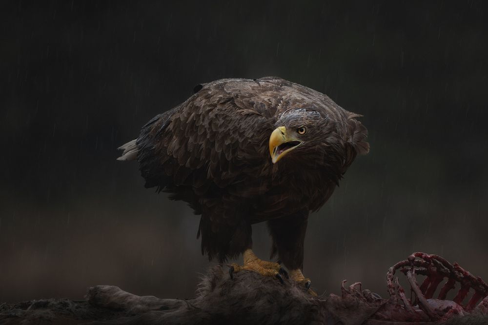 Фотография автора Рудченко Ольга