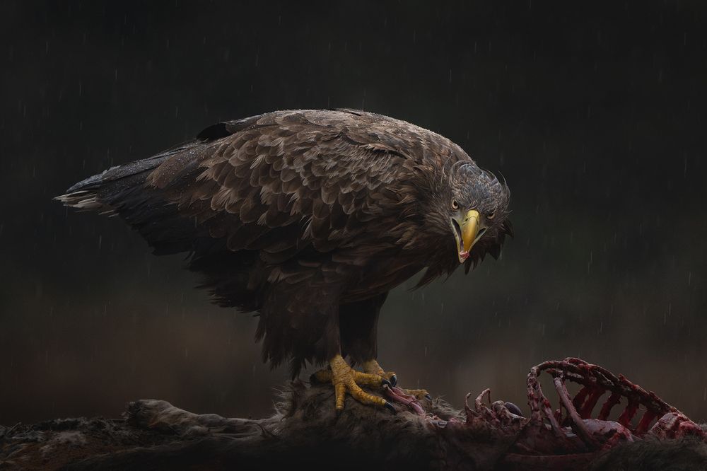 Мокрый. Голодный. Злой