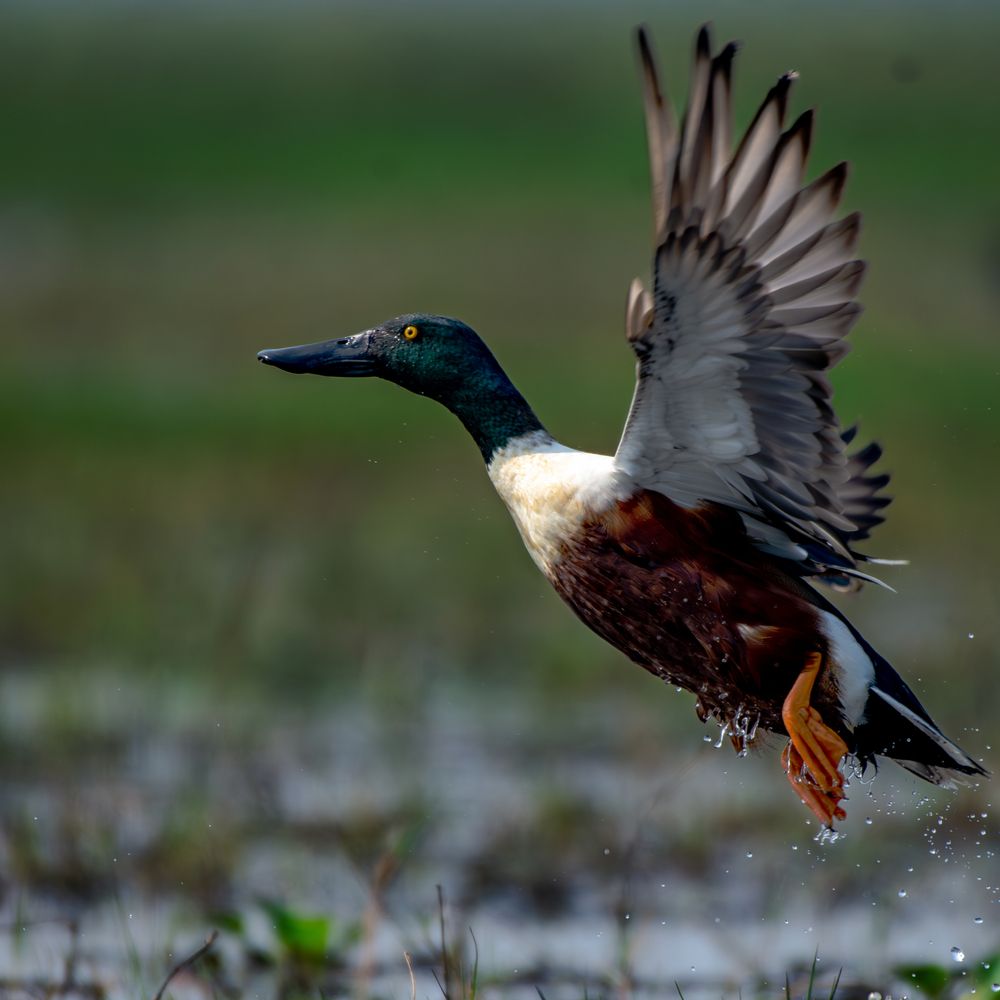 Photograph by Soumya Chandan Panda