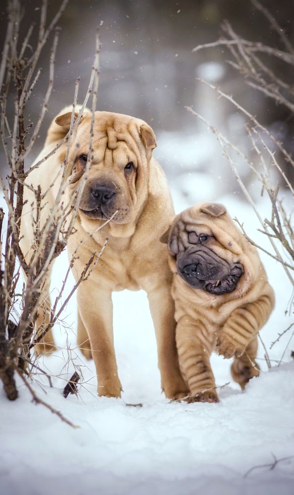 Photograph by Елена Раздвилова