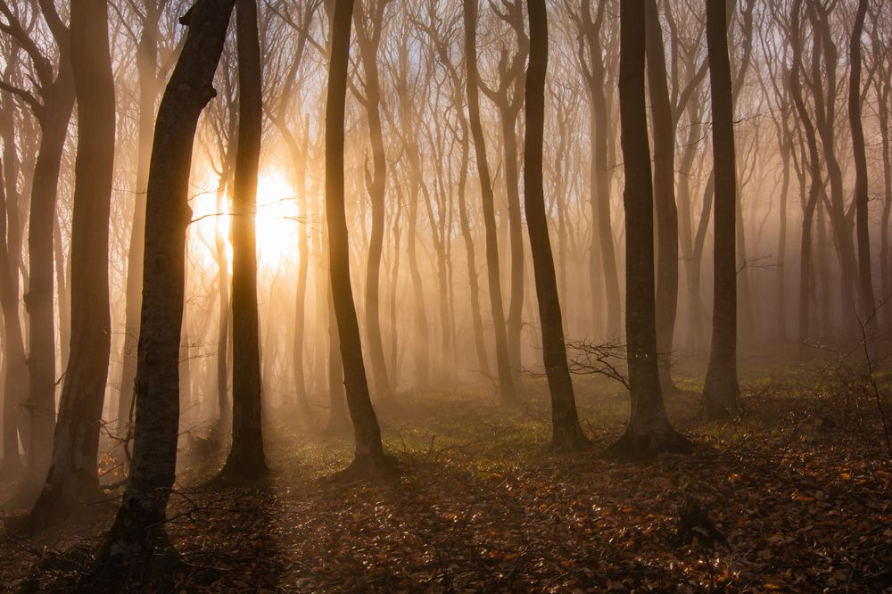 Лес на Бештау