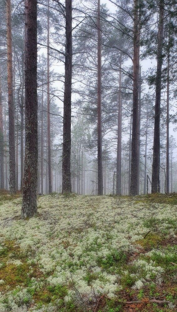 Photograph by Надежда Кудрявцева