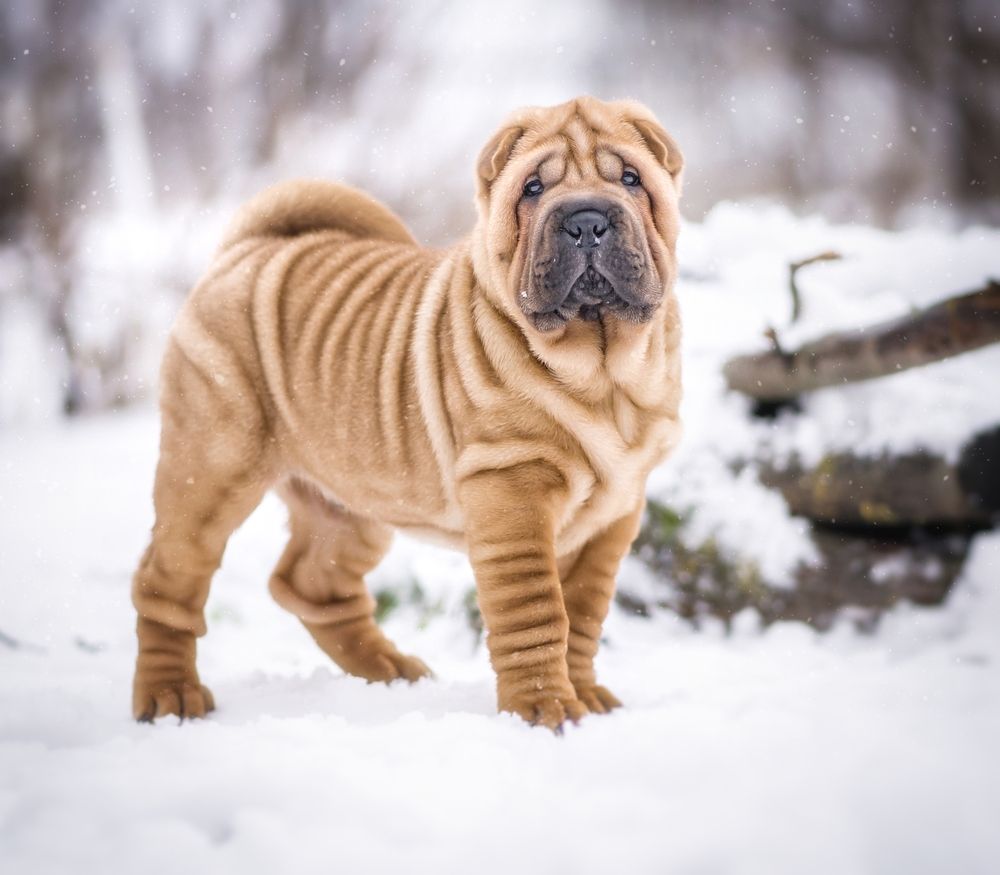 Photograph by Елена Раздвилова