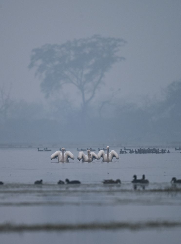 Photograph by Olga Ольга Joshi Джоши