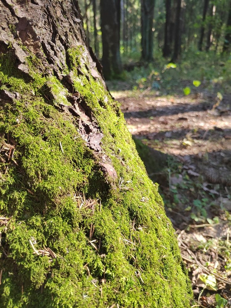 Фотография автора Ирина Сидоренко