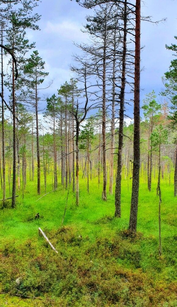 Photograph by Надежда Кудрявцева