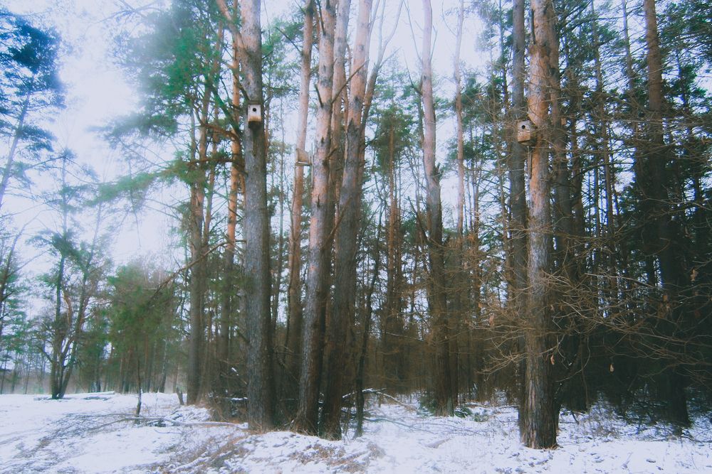 Photograph by Викулов Сергей