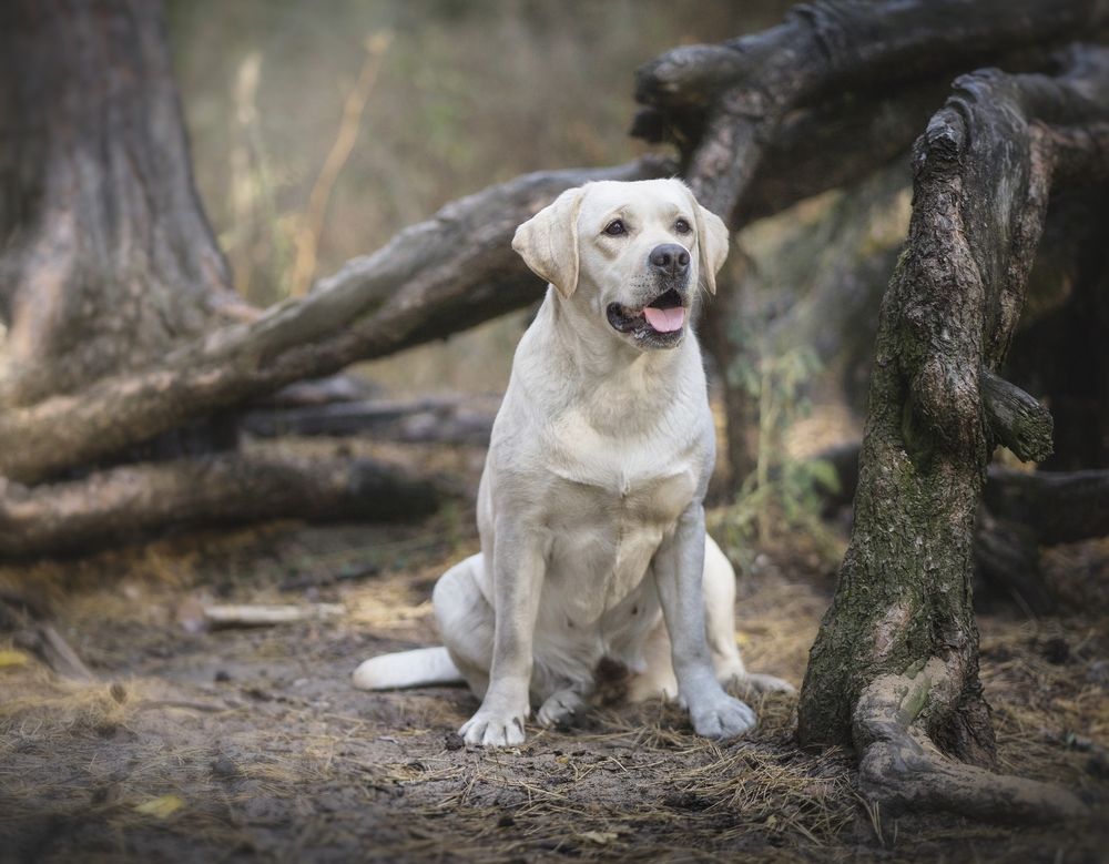 Photograph by Елена Раздвилова