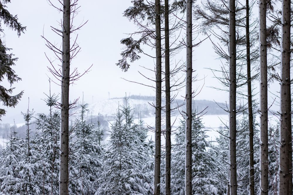 Photograph by Irina Chekanov