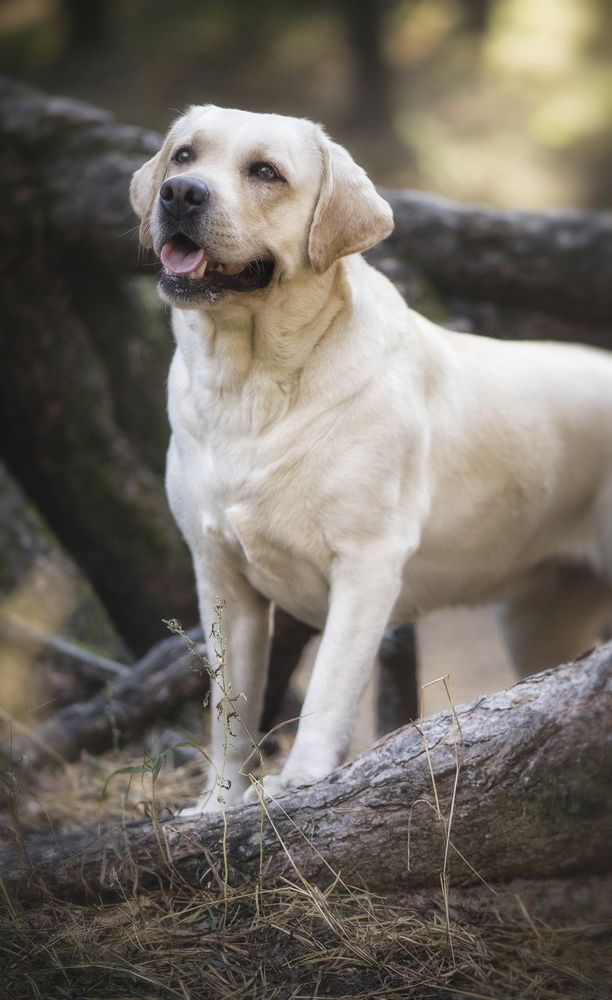 Photograph by Елена Раздвилова