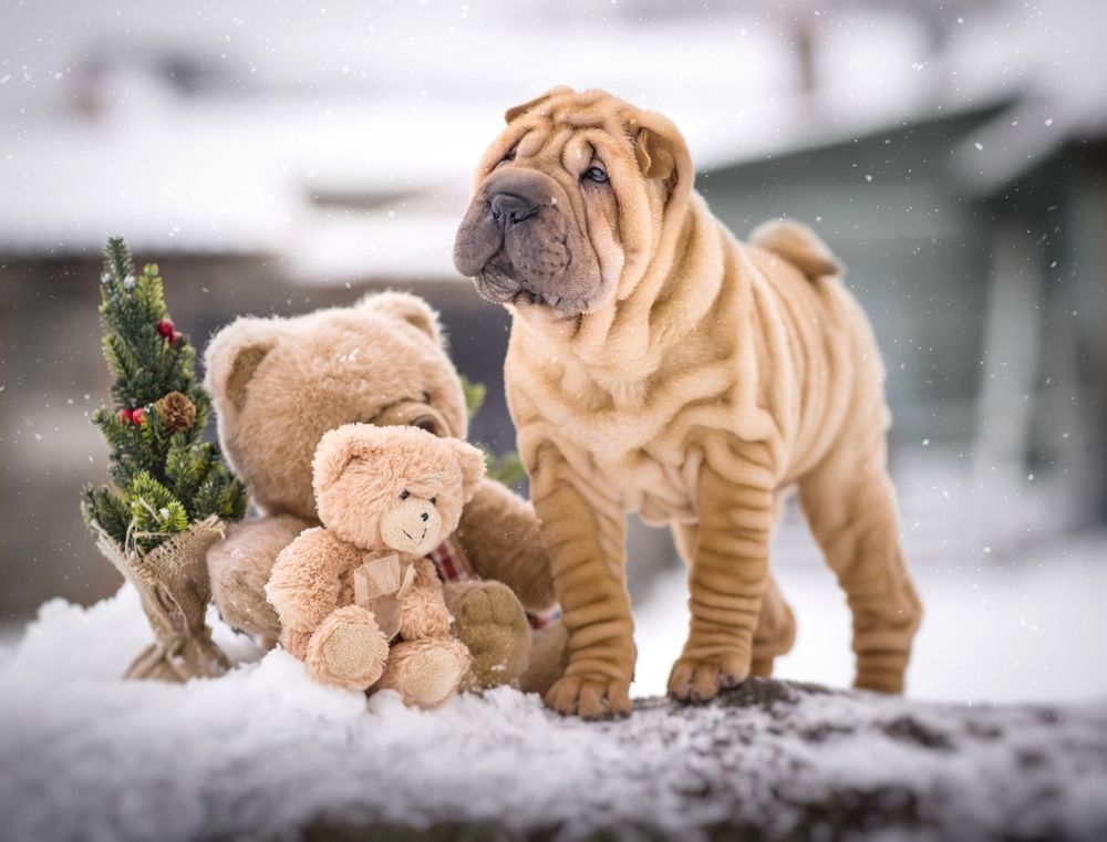 Photograph by Елена Раздвилова