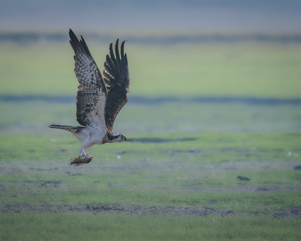 Фотография автора MANJUNATH BAGADE