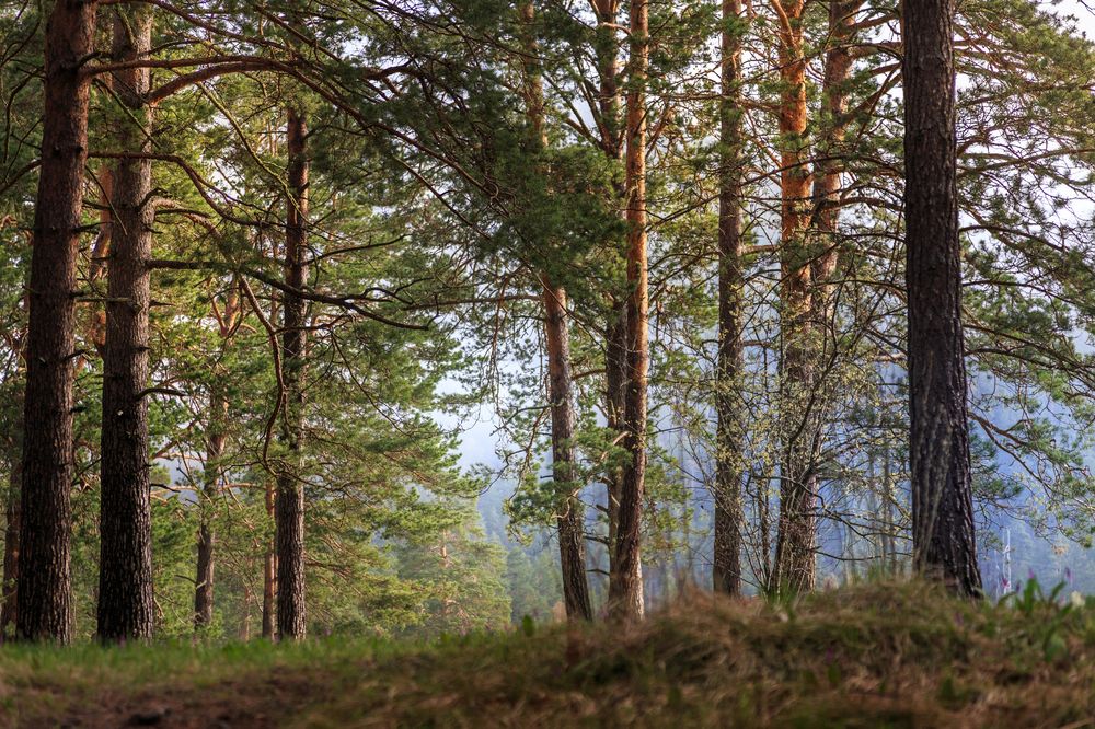 Photograph by виктор ковчин