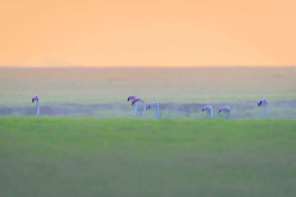 Фотография автора MANJUNATH BAGADE