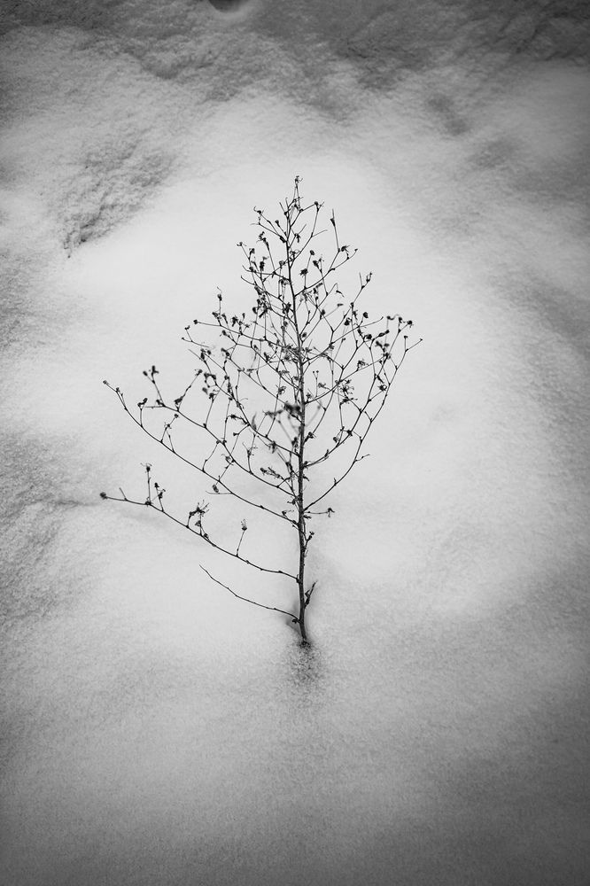 Photograph by Julia Andreeva