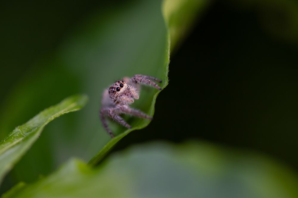 Salticidae