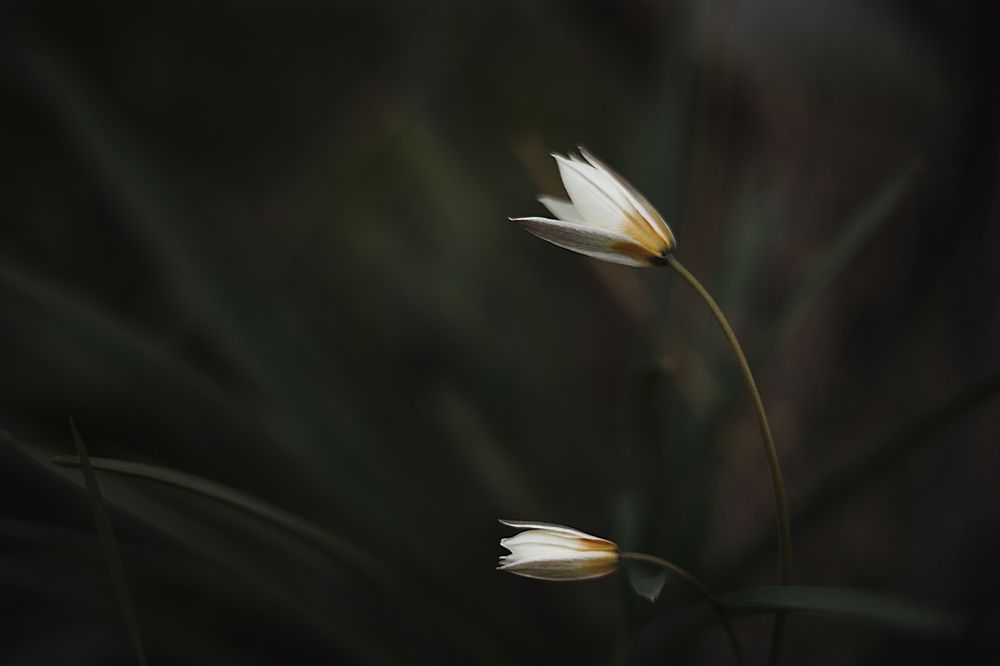 Photograph by Ирина