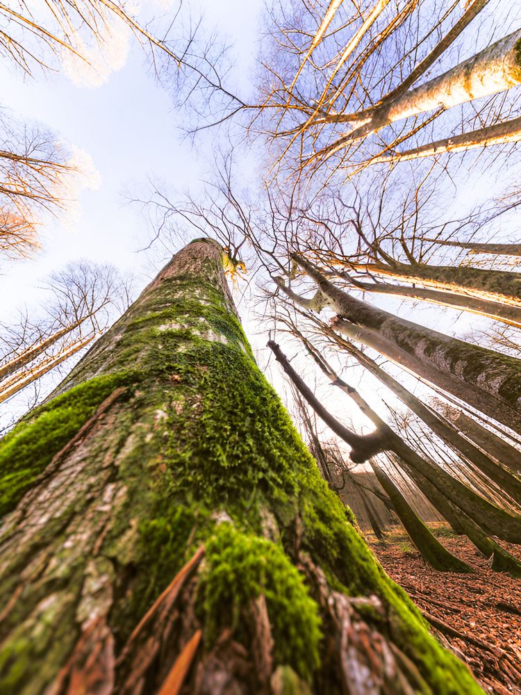 Фотография автора Naser Rezeian