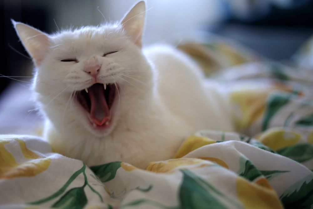 Photograph by Елизавета Соломатина