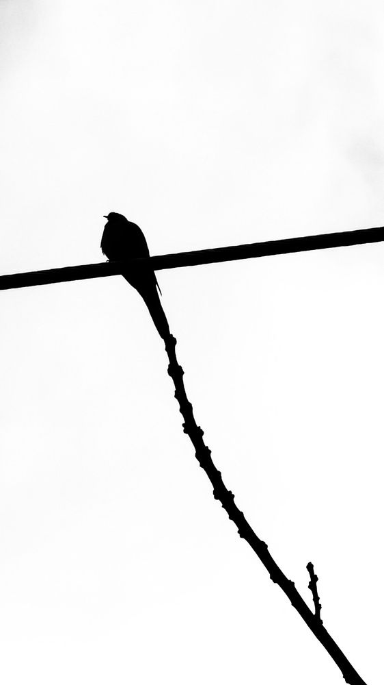 Фотография автора Malik Mohsin