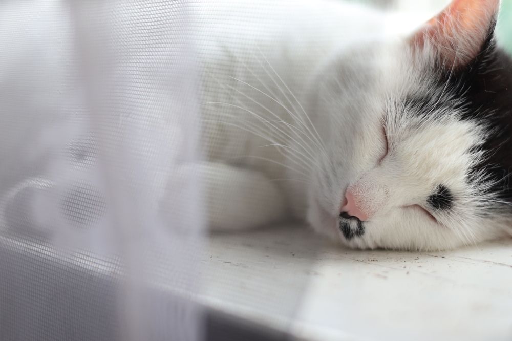 Фотография автора Алена Чёрная