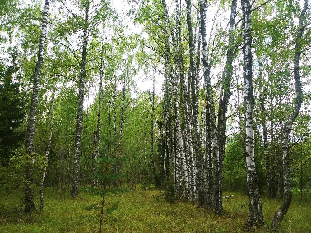 Photograph by Инна Голубева