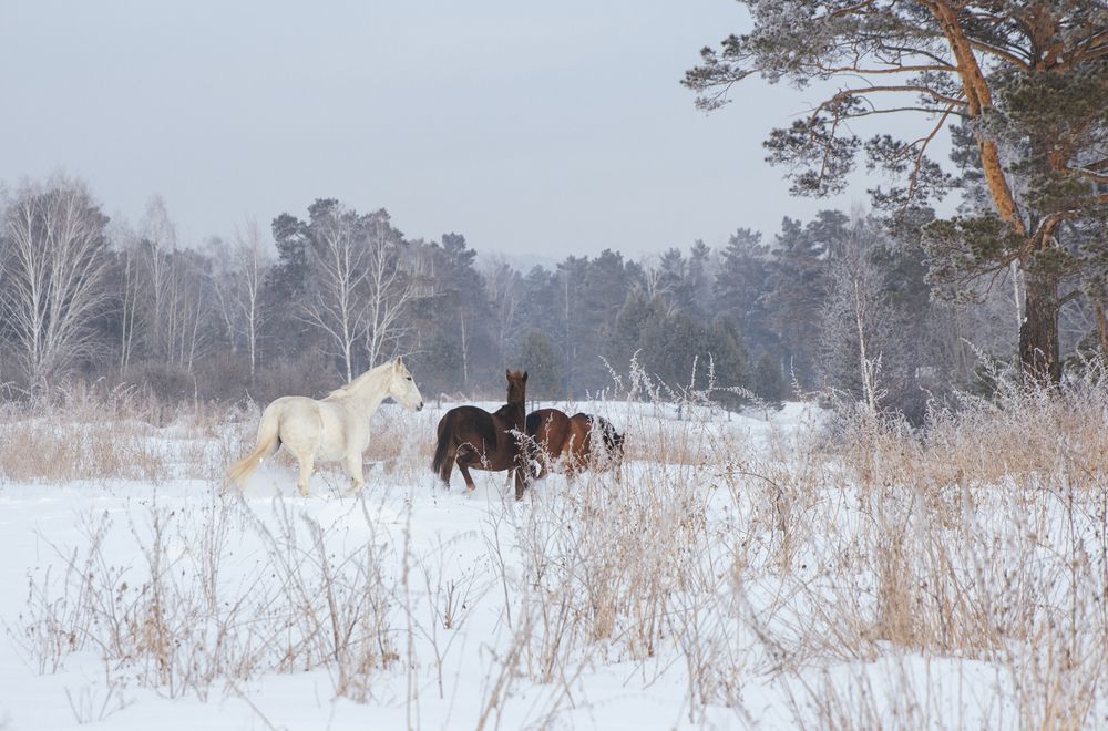 Зимняя прогулка