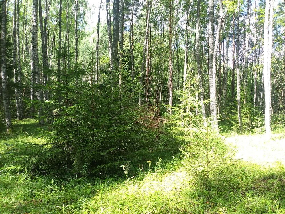 Photograph by Инна Голубева