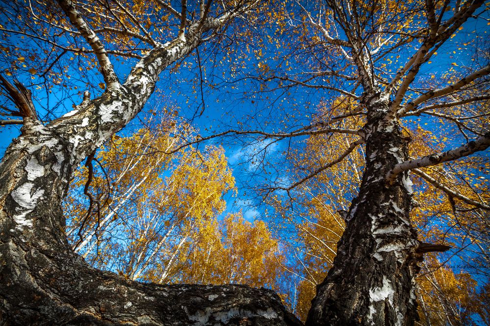 Фотография автора Олег Каргаполов