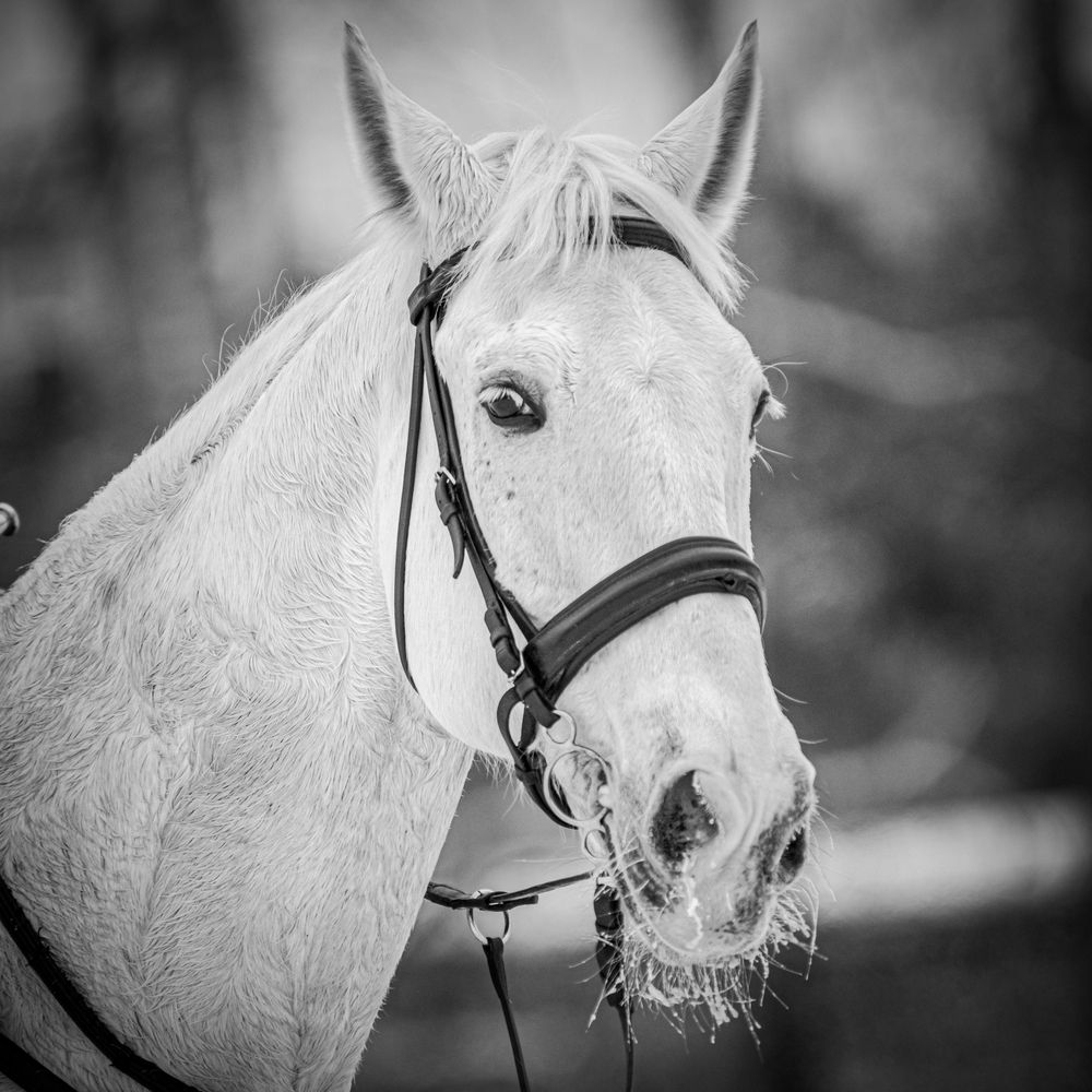 Фотография автора NIKOLAY KALININ