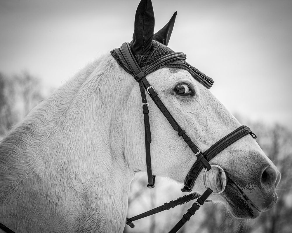 Фотография автора NIKOLAY KALININ