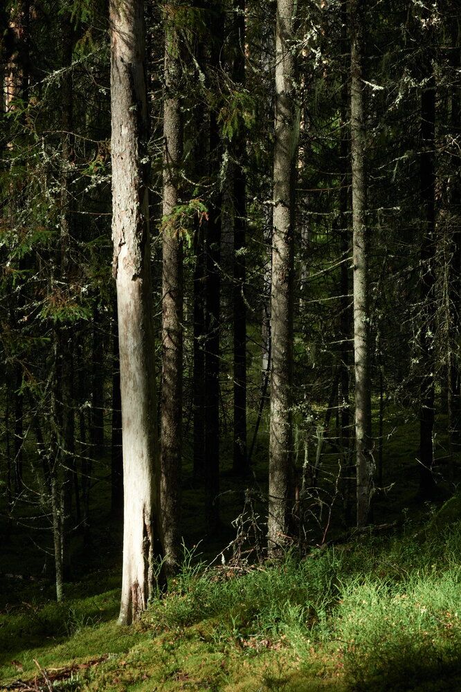 Фотография автора Сергеевич Михаил