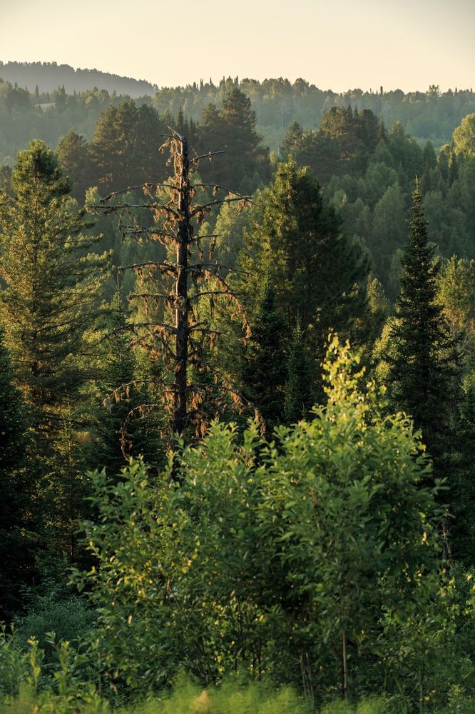 Фотография автора Галина Шепелева