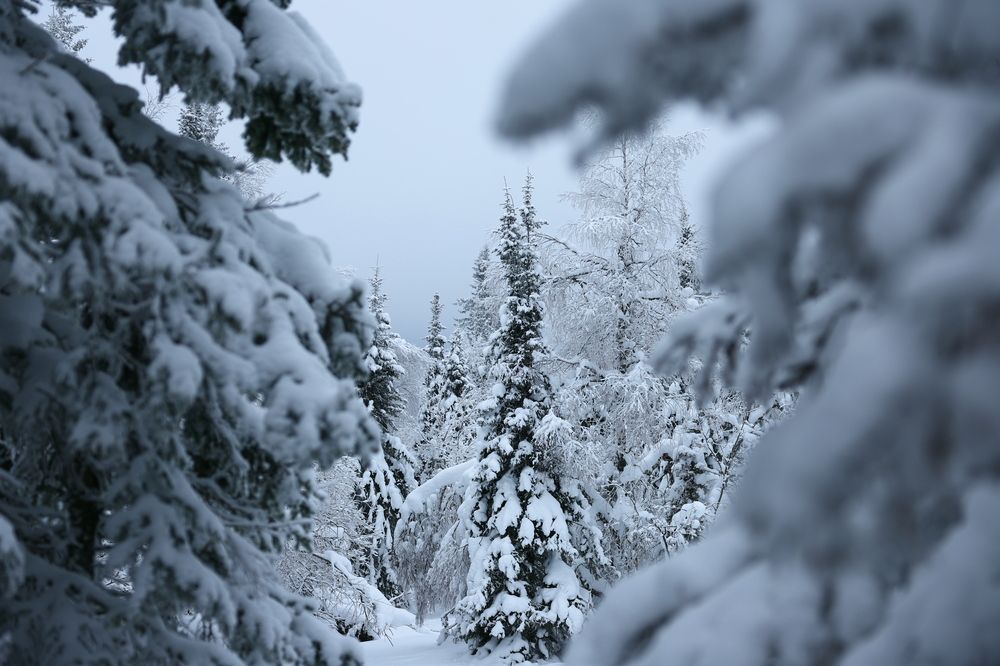 Фотография автора Олег Каргаполов