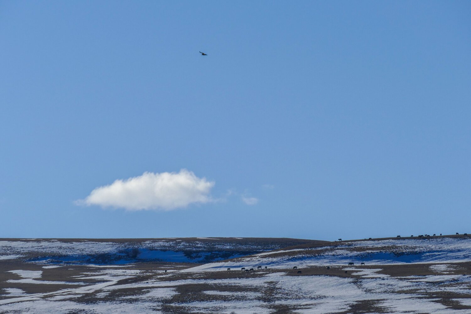 Photo #11825934