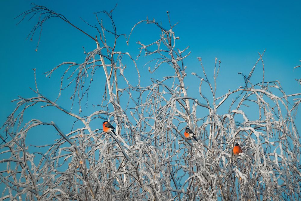 Фотография автора Олег Каргаполов
